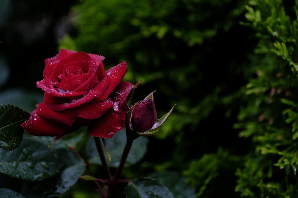 黒薔薇ゴシックの魅力と特徴を理解しよう
